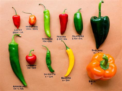 Contact information for renew-deutschland.de - Because peppers come in a variety we will look at each pepper type and the right time to harvest. We start with the not so hot peppers and finish off with the very hot ones. Bell Peppers. They are ready to harvest when they are firm to the touch and full in size, about 3.5 to 4 inches.